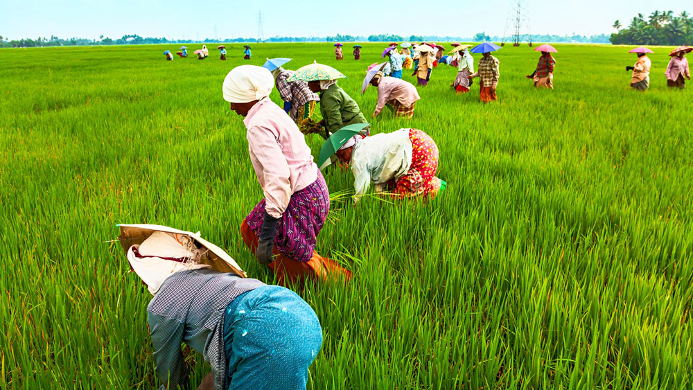 মধু আহরণে ব্যস্ত প্রজাপতি। প্রজাপতিরা মুক্ত ডানায় ঘুরে বেড়ায়। ফুলে ফুলে বসে বাহারি সব প্রজাপতি। ছবি: শরিফুল ইসলাম তোতা।